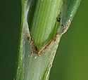[photo of sheath and ligule]