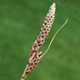 [photo of Hall's Sedge]