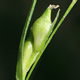 [photo of Hitchcock's Sedge]