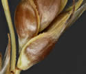 [close-up of mature spike]