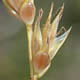 [photo of Hooker's Sedge]