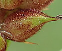 [photo of maturing pistillate spike]