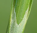 [photo of sheath and ligule]