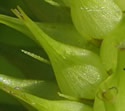 [close-up of maturing spike]