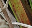 [photo of plant base]
