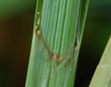 [photo of stem sheath and ligule]