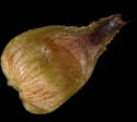[photo of perigynia, scale and achene]