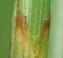 [photo of sheath, ligule and rolled leaf