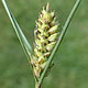 [photo of Wiregrass Sedge]