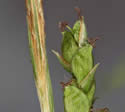 [photo of spike clusters]