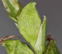 [close-up of maturing spike]