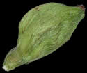 [photo of developing perigynia, scales and achene]