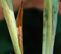 [photo of basal sheaths]