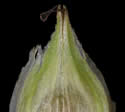 [photo of perigynia, scale and achene]