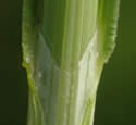 [photo of sheath and ligule]