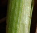 [photo of basal sheaths]