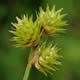 [photo of Troublesome Sedge]
