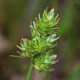 [photo of Muhlenburg's Sedge]
