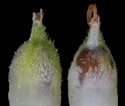 [photo of perigynia, scale and achene]
