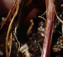 [photo of basal sheaths]