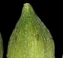 [photo of perigynia, scales and achene]