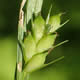 [photo of Few-fruited Sedge]