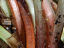 [photo of basal sheaths]