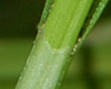 [photo of sheath and ligule]