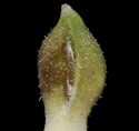 [photo of perigynia, scale and achene]