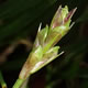 [photo of Long-stalked Sedge]