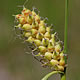 [photo of Woolly Sedge]