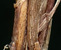 [photo of basal sheaths]