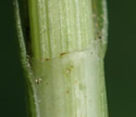 [photo of sheath and ligule]