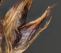 [close-up of mature spikes]