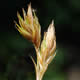 [photo of Northern Meadow Sedge]