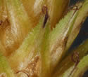 [close-up of mature spike]
