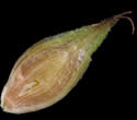 [photo of perigynia scale and achene]