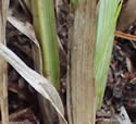 [photo of plant base]
