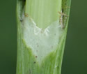 [photo of stem sheath and ligule]