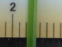 [photo of leaf and ligule]