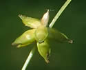 [photo of spike clusters]
