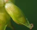 [close-up of maturing spike]