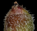 [photo of perigynia, scale and achenes]