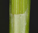 [photo of sheath and ligule]