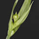 [photo of Rocky Mountain Sedge]