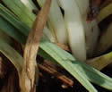 [photo of plant base]
