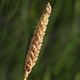 [photo of Northern Single-spike Sedge]