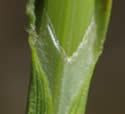 [photo of sheath and ligule]