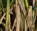 [photo of basal sheaths]