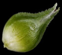 [photo of perigynia front and back, scale and achene]